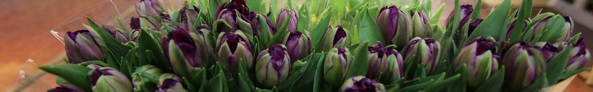Korenwinder Quality Cutflowers -105A9150