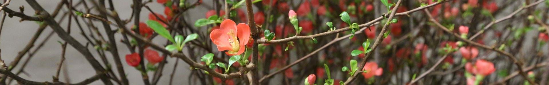 Korenwinder Quality Cutflowers -105A9192