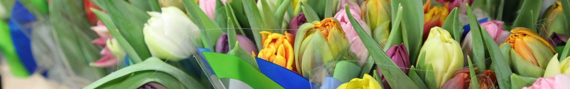 Korenwinder Quality Cutflowers -105A9212